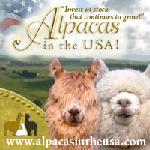 Alpacas in the USA
