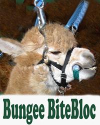alpaca teeth trimming
